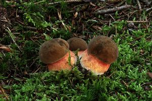 Hřib kovář - Neoboletus luridiformis (Rostk.) Gelardi, Simonini & Vizzini 2014