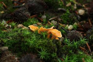 Liška Friesova - Cantharellus friesii  Quél. 1872