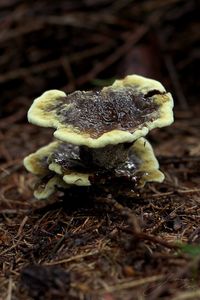 Hnědák Schweinitzův - Phaeolus schweinitzii (Fr.) Pat. 1900