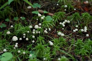 Špička Wettsteinova - Marasmius wettsteinii Sacc. & P. Syd. 1899