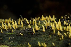 Krásnorůžek rohovitý - Calocera cornea (Batsch) Fr. 1827