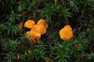 Liška Friesova - Cantharellus friesii  Quél. 1872