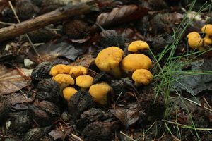 Liška obecná - Cantharellus cibarius Fr. 1821