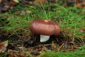 Holubinka mandlová - Russula vesca Fr. 1836