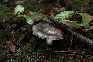 Holubinka namodralá - Russula cyanoxantha (Schaeff.) Fr. 1863