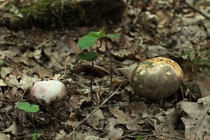 Holubinka namodralá - Russula cyanoxantha (Schaeff.) Fr. 1863