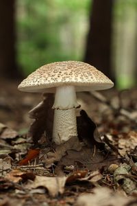 Muchomůrka růžovka - Amanita rubescens Pers. 1797