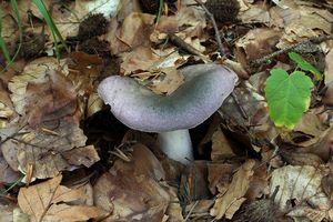 Holubinka namodralá - Russula cyanoxantha (Schaeff.) Fr. 1863