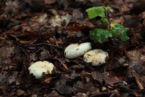 Ryzec peprný - Lactarius piperatus (L.) Pers. 1797