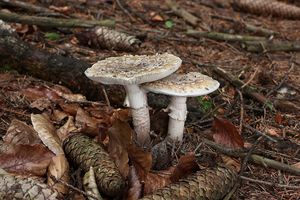 Muchomůrka růžovka - Amanita rubescens Pers. 1797
