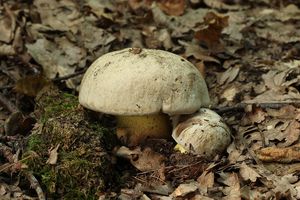 Hřib medotrpký - Caloboletus radicans (Pers.) Vizzini 2014