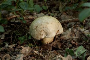 Hřib medotrpký - Caloboletus radicans (Pers.) Vizzini 2014