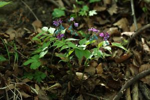 Hrachor jarní (Lathyrus vernus)