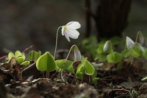 Šťavel kyselý (Oxalis acetosella)