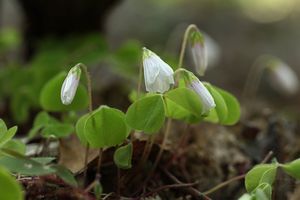 Šťavel kyselý (Oxalis acetosella)