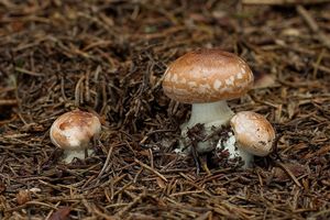 Bělopavučinec hlíznatý - Leucocortinarius bulbiger (Alb. & Schwein.) Singer 1945