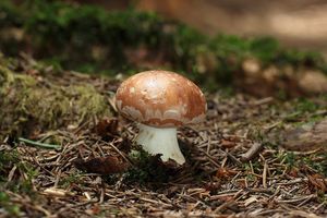 Bělopavučinec hlíznatý - Leucocortinarius bulbiger (Alb. & Schwein.) Singer 1945