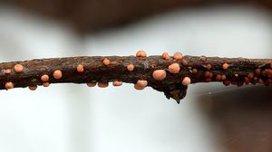 Rážovka rumělková - Nectria cinnabarina ( Tode.: Fr ) Fr.