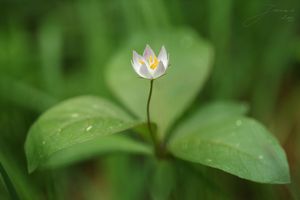 Sedmikvítek evropský (Trientalis europaea L.)