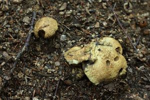 Hřib siný - Gyroporus cyanescens  (Bull.) Quél. 1886