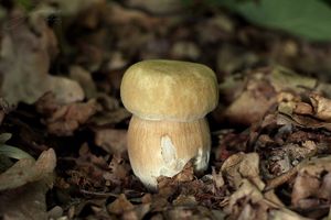 Hřib dubový - Boletus reticulatus Schaeff. 1774