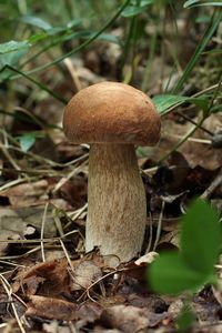 Hřib dubový - Boletus reticulatus Schaeff. 1774