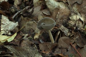 Stopečka pýřitá - Helvella macropus (Pers.) P. Karst. 1871