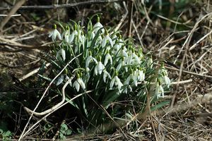 Sněženka podsněžník (Galanthus nivalis)