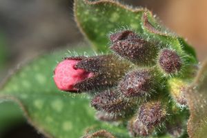 Plicník lékařský (Pulmonaria officinalis)