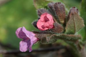 Plicník lékařský (Pulmonaria officinalis)