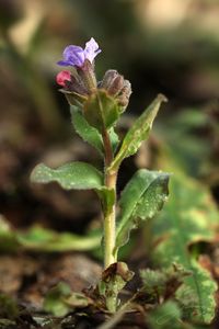 Plicník lékařský (Pulmonaria officinalis)