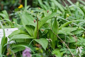 Česnek hadí (Allium victorialis)