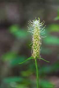 Zvonečník klasnatý (Phyteuma spicatum)