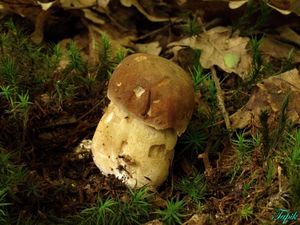 Klikni pro velký obrázek