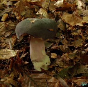 Klikni pro velký obrázek