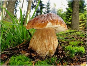 Klikni pro velký obrázek