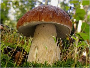 Klikni pro velký obrázek