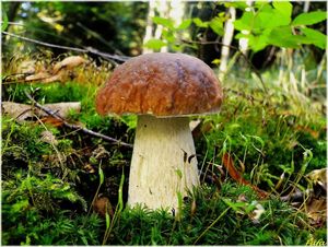 Klikni pro velký obrázek