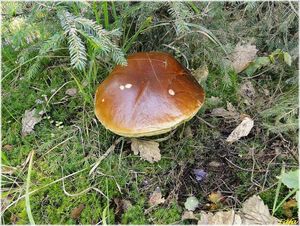 Klikni pro velký obrázek