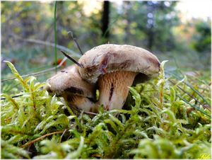 Čechratka podvinutá - Paxillus involutus