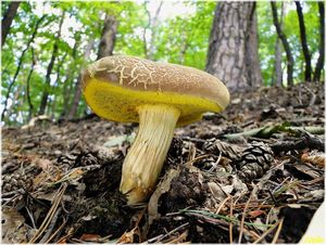 Hřib plstnatý - Boletus subtomentosus L. Quél.