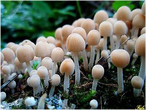 Hnojník nasetý - Coprinus disseminatus