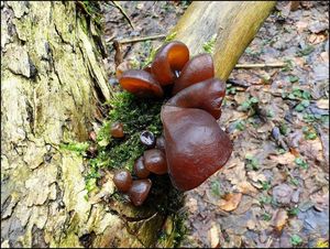 Klikni pro velký obrázek