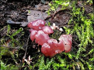 Klikni pro velký obrázek