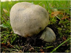 Holubinka nazelenalá - Russula virescens