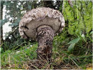 Šiškovec černý - Strobilomyces strobilaceus (Scop.) Berk.