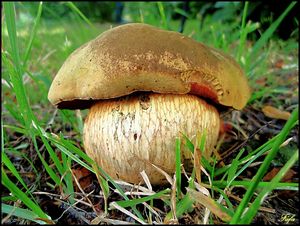 Hřib koloděj - Suillellus luridus (Schaeff.) Murrill 1909