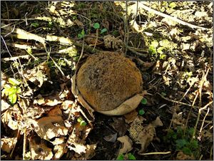 Klikni pro velký obrázek