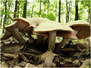 Závojenka olovová - Entoloma sinuatum (Bull.) P. Kumm. 1871