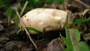 Klikni pro velký obrázek